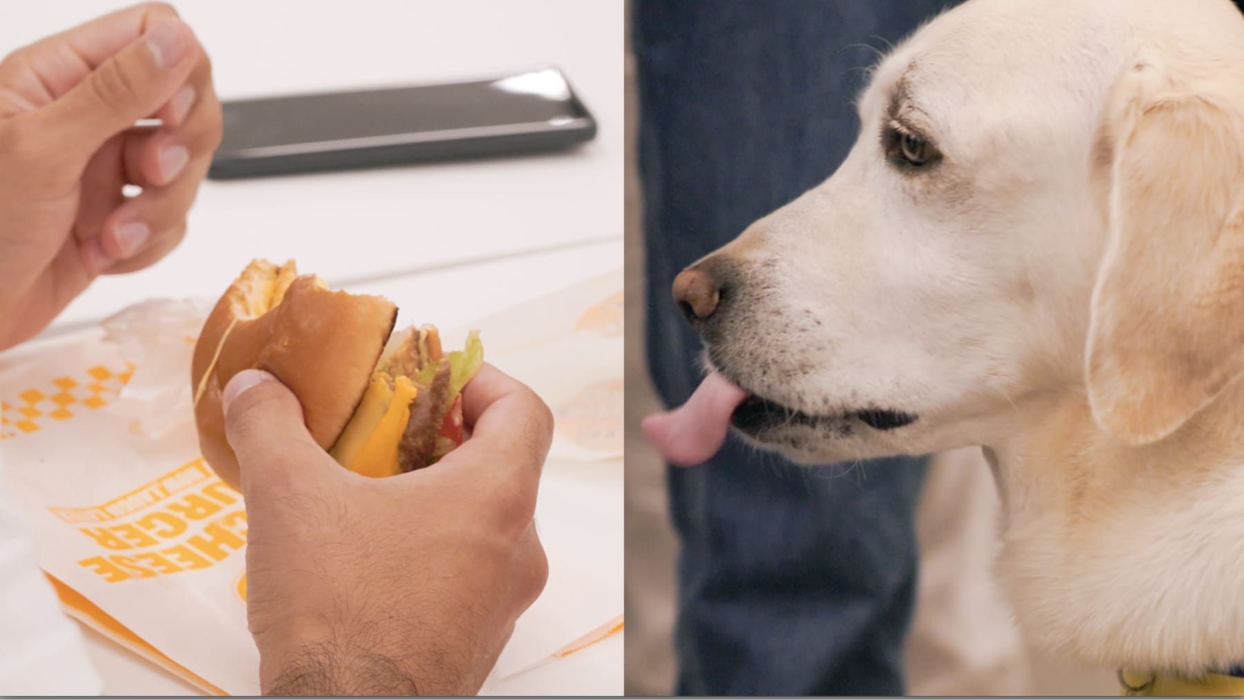 The service dog eyeing a burger from Cry Cheeseburger