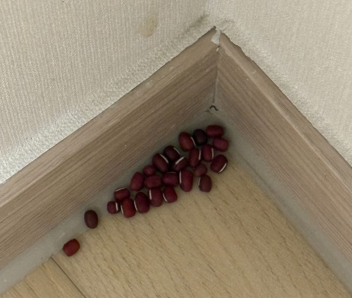 Dry red beans placed in the corner of our new apartment